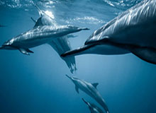 Kaiyun ESPORTS-【观察】欧洲足坛的三中卫春风为何吹了吹又要停了？